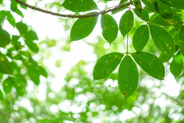 Leaves with natural green bokeh