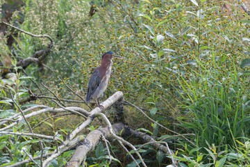 Green heron bird