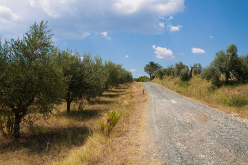 Fototapeta na wymiar Olivenbäume der Toskana, Postkartenmotiv