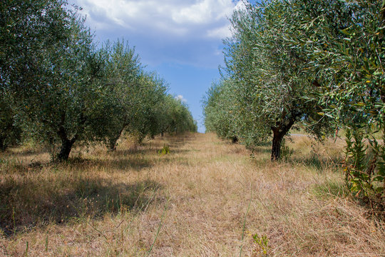 Olivenbäume der Toskana, Postkartenmotiv