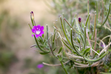 Wild flowers in the summer. 