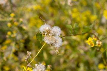 Wild flowers in the summer. 