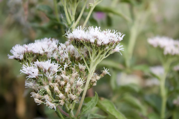 Wild flowers in the summer. 