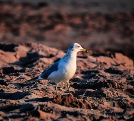 Bird on the beach