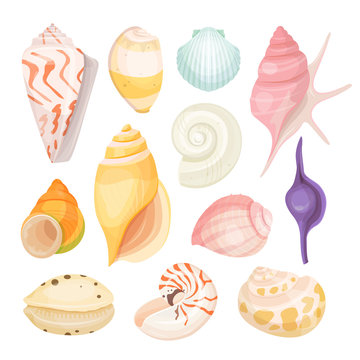 Sea shells set vector illustration on white background