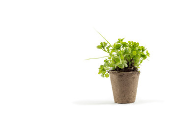 Young Salad in a pot