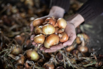 Harvest onions in female hands closeup on a background of blurred bow. Organic vegetables.Crop of vegetables.