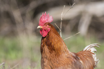 free range rooster in spring