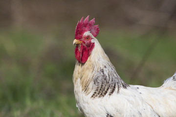 free range rooster in spring