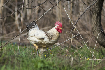 free range rooster in spring