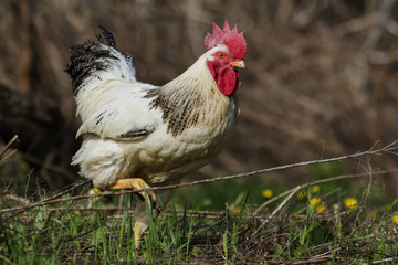 free range rooster in spring