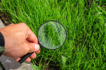 Studying of a green grass through a magnifying glass in a male hand, ecology, botany