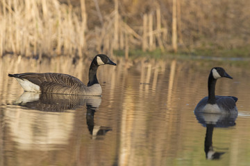 Obraz premium canada goose in spring 