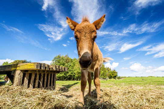 Cute Mule Standing In A Farm Yard