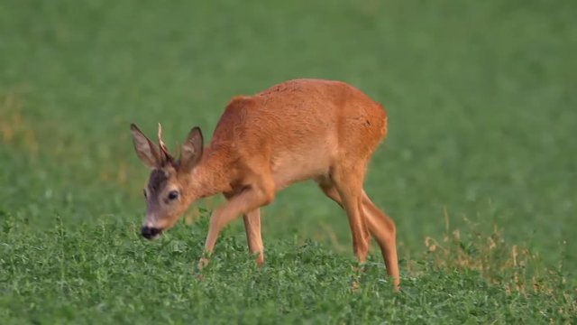 European roe deer (Capreolus capreolus) grazing in alfalfa field