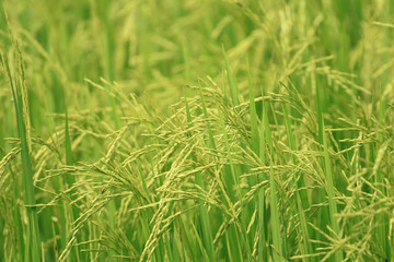 High quality rice in Thailand