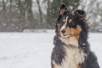 Sheltie in the Snow