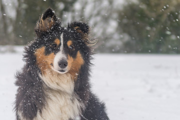 Sheltie in the Snow