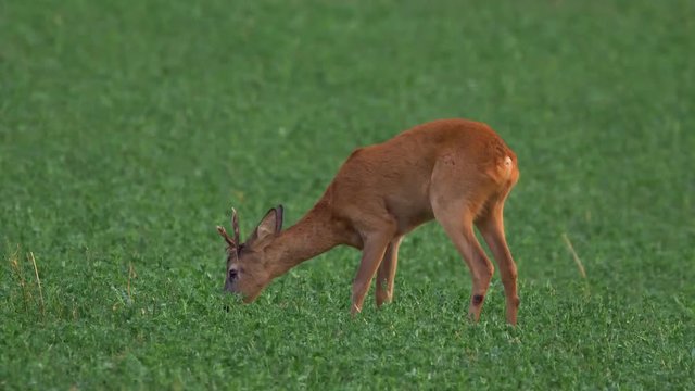 European roe deer (Capreolus capreolus) grazing in alfalfa field