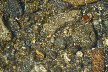 Image of the bottom of a mountain river.