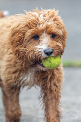 Cavapoo