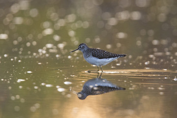 solitary sandpiper in spring