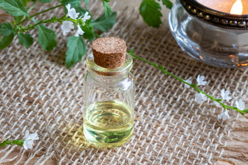 A bottle of vervain essential oil with blooming verbena officinalis
