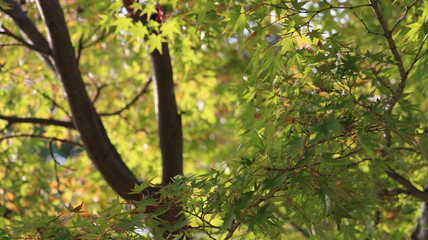 愛知 緑地公園 夏の楓
