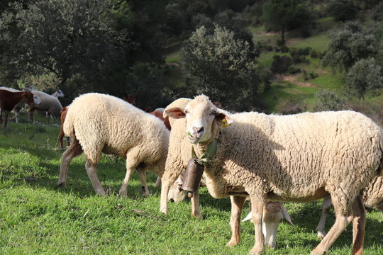 Obejas blancas