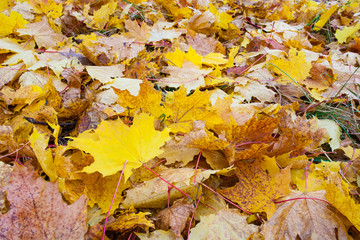 Yellow fallen leaves lie on the ground (texture, background)