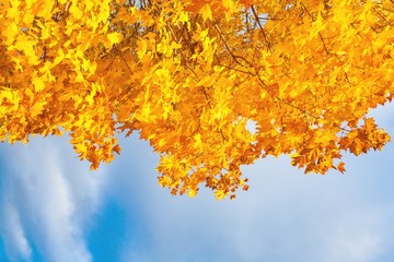 Fragment of a yellow autumn foliage against a cloud sky