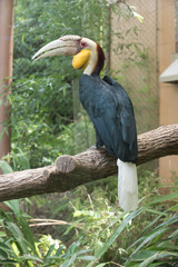 Animals of the Zoo - Birds