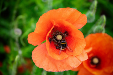 Overhead image of a bumblebee collecting nectar pollen from a vibrant red poppy flower