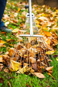 Man collecting fallen autumn leaves first person view