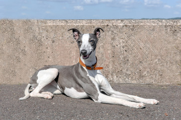 Whippet Pup Resting
