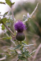 The battle of thistle (cirsium vulgare) in the summer field