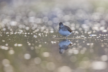 solitary sandpiper in spring