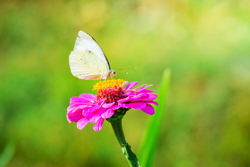 White butterfly sitting on a pink flower on a bright blurry background_