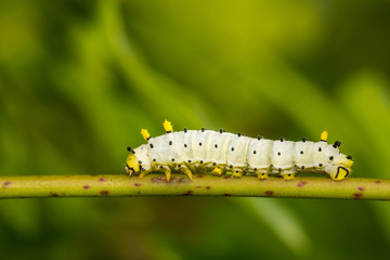 Promethea Silkmoth Caterpillar (Callosamia promethea)
