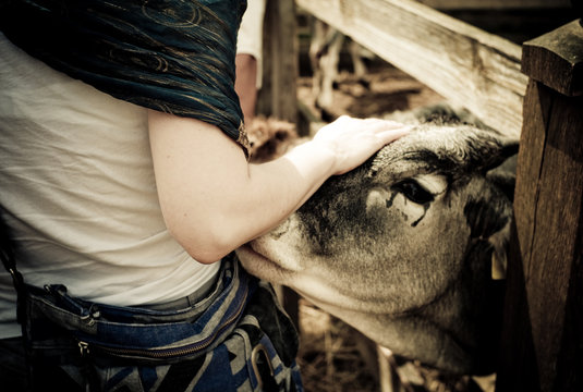 krishna believer girl interacting with a cattle cow at the religious village at the rural part of hungary