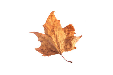 London plane autumn leaf isolated on a white background