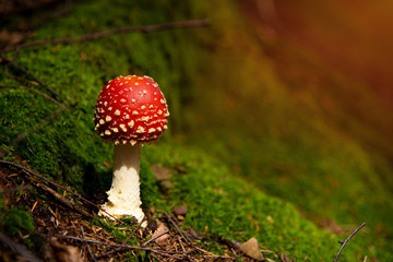 Amanita Muscaria, poisonous mushroom in green moss