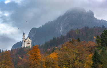 Autumn colored forest in Bavarian Alps