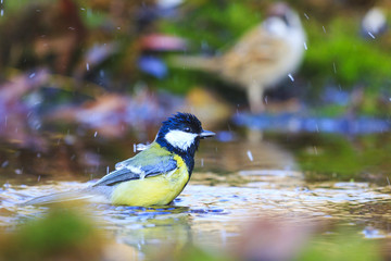 Obraz na płótnie Canvas bird bathes in a puddle autumn forest