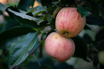 Green apples on the tree