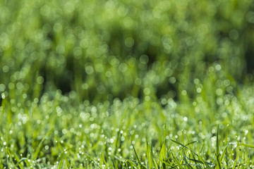 Fresh background with morning dew on the grass