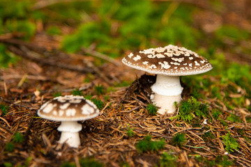 Poisonous fly agaric among fallen leaves Panthercap