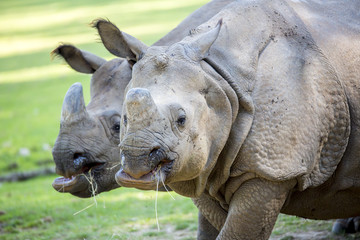 Naklejka premium Para nosorożców