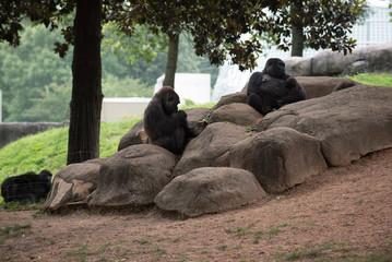 Animals of the Zoo - Gorilla