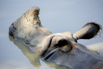 Naklejka premium Portret nosorożca w wodzie